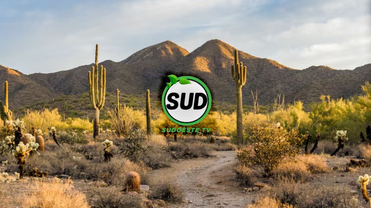 Sud TV | 2026 | 10